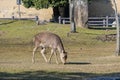 Deer walking around in the Nara Park Royalty Free Stock Photo