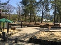 Deer are walking in a group in a huge Nara park. Japanese schoolchildren came on an excursion to the park. KYOTO, JAPAN