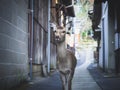 Deer walking in Nara old town Japan Tourism