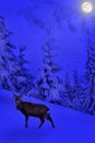 Deer walking night in the snow in fir forest. Full Moon rising above the winter fir forest covered of snow in mountains. Landscape Royalty Free Stock Photo