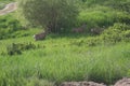 Deer Walking Through A Pasture