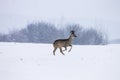 Deer walking in the snow