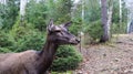Deer walks in the forest in early summer in the Carpathians Royalty Free Stock Photo
