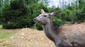 Deer walks in the forest in early summer in the Carpathians Royalty Free Stock Photo