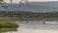 A deer walks on the lake. Circles on calm water.