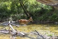 Deer walks in the stream of water in a forest