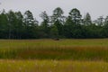 A deer walks through a swamp in summer