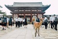 A deer wanderig before Todai-ji Temple, at Nara, Japan Royalty Free Stock Photo