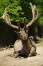 Deer Wapiti Siberian Royalty Free Stock Photo