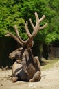 Deer Wapiti Siberian 4 Royalty Free Stock Photo