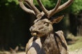 Deer Wapiti Siberian portrait Royalty Free Stock Photo