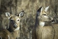 Closeup pair of white-tail doe grazing in winter grasslands Royalty Free Stock Photo