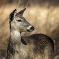 Close-up whitetail doe portrait looking right blur grassy backgroun Royalty Free Stock Photo