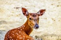 Deer watching closely Royalty Free Stock Photo