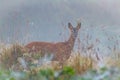 Deer in a misty morning field