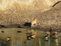 Deer at Water Hole
