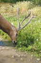 Deer on a watering place