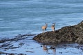 Deer at the waters edge in Deception Pass, Washington, USA Royalty Free Stock Photo