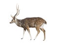 Deer on white Royalty Free Stock Photo