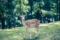 Deer with white spots in green forest