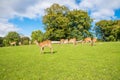 Deer Royalty Free Stock Photo