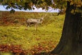 Deer - wild animal - natural scenery Royalty Free Stock Photo
