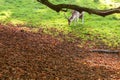 Deer - wild animals - natural scenery Royalty Free Stock Photo
