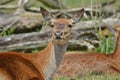 Deer in the wild Royalty Free Stock Photo