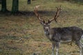 Deer in the wild in the forest