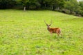 Deer in the wilderness, Germany