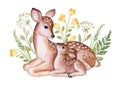 Deer with wildflowers and plants. Field herbs. Fawn Mom and baby isolated on white background. Forest animals Royalty Free Stock Photo