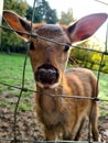 Deer in Wildpark