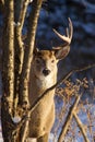 Deer in Winter Royalty Free Stock Photo