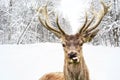 Deer on a winter country road