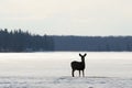 Deer in winter elk island national park Royalty Free Stock Photo