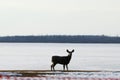 Deer in winter elk island national park Royalty Free Stock Photo