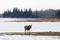 Deer in winter elk island national park Royalty Free Stock Photo