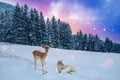 Deer In Winter Snow Forest Royalty Free Stock Photo