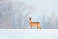 Deer in winter in a sunny day.