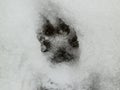 Deer and wolf footprint in snow forest