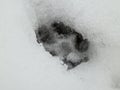 Deer and wolf footprint in snow forest