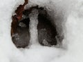 Deer and wolf footprint in snow forest