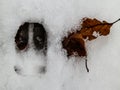 Deer and wolf footprint in snow forest