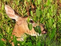 Deer in the Woods: A female doe white-tailed deer feeds on green foliage in the sun Royalty Free Stock Photo