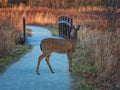 Deer in the woods: Female white-tailed deer doe stopped on a path in the woods Royalty Free Stock Photo