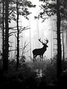 Deer In The Woods, A Deer In A Forest