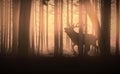 Deer in the woods at sunset