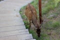 A young moose with a growing horn is looking for food and roaming around the Jungle.