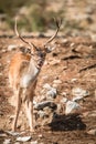 Deer (Cervinae) close-up Royalty Free Stock Photo