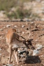 Deer (Cervinae) close-up Royalty Free Stock Photo